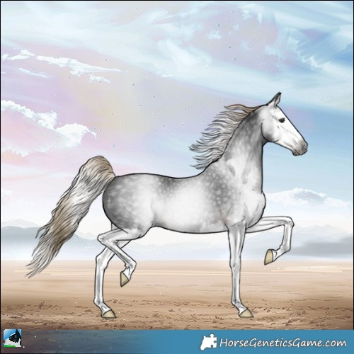 Horse Color:Gray Liver Chestnut Splash 