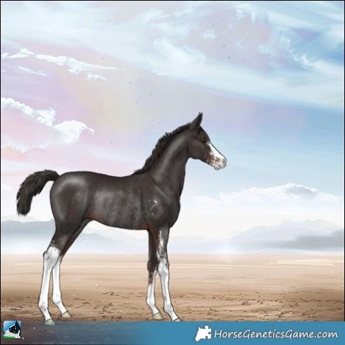 Horse Color:Liver Chestnut Sabino Rabicano 