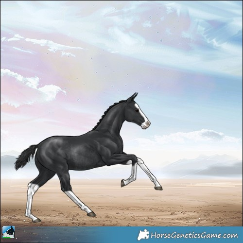 Horse Color:Black Splash Rabicano 
