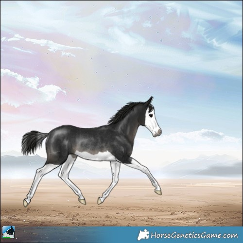 Horse Color:Gray Black Splash Rabicano 