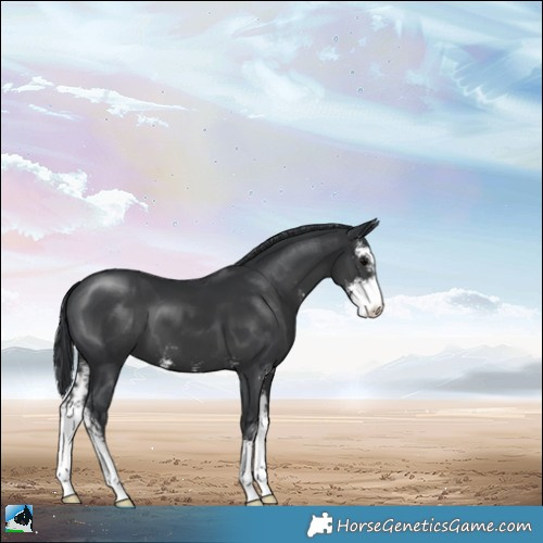 Horse Color:Black Sabino 