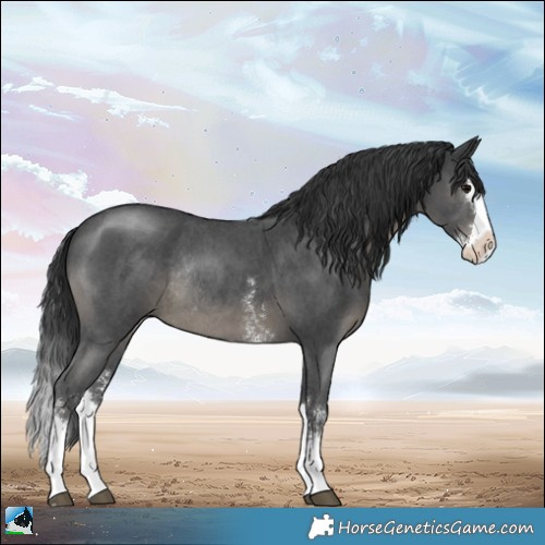 Horse Color:Black Sabino Splash Rabicano
