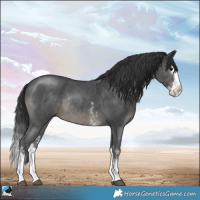 Horse Color:Black Sabino Splash Rabicano 