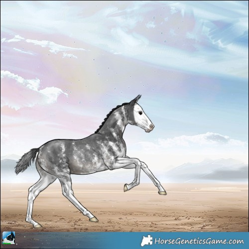 Horse Color:Black Sabino Splash Rabicano 