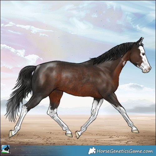 Horse Color:Liver Chestnut Sabino Splash Rabicano 