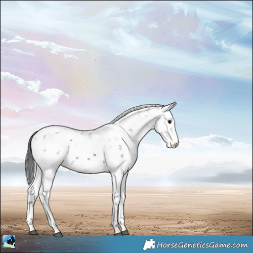 Horse Color:Black Mushroom Sabino 