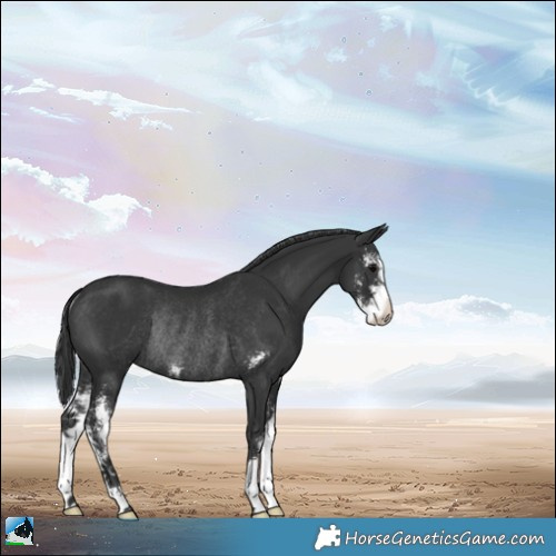 Horse Color:Black Sabino Rabicano 