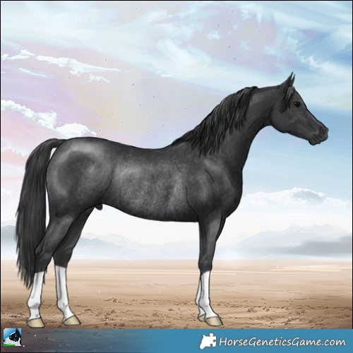 Horse Color:Black Rabicano 