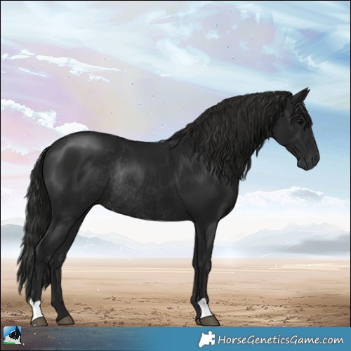 Horse Color:Gray Black Mushroom Rabicano