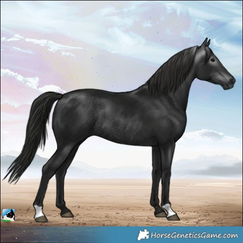 Horse Color:Gray Black Mushroom Rabicano 