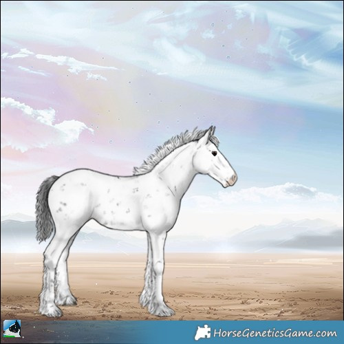 Horse Color:Black Sabino 