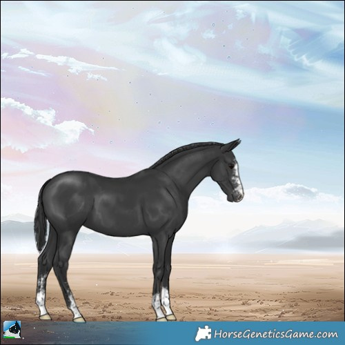 Horse Color:Black Mushroom Sabino 