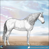 Horse Color:Gray Black Mushroom Sabino 