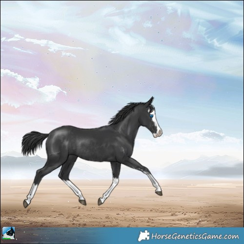 Horse Color:Black Sabino Splash Rabicano 