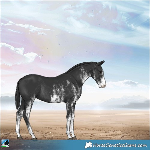 Horse Color:White Spotted Black Rabicano 