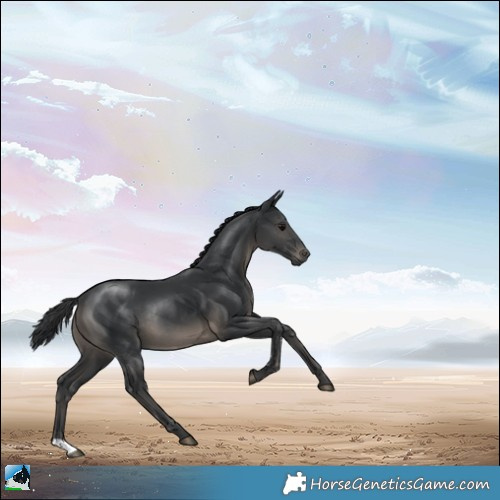 Horse Color:Black Rabicano 