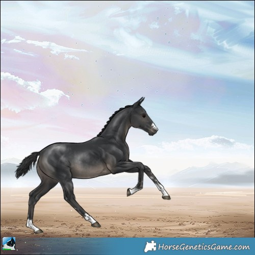 Horse Color:Black Rabicano 