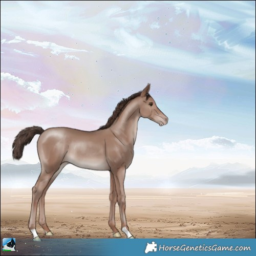 Horse Color:Classic Champagne Mushroom Rabicano 
