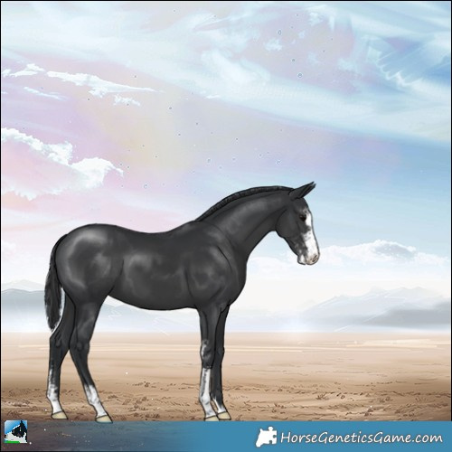 Horse Color:Black Sabino 