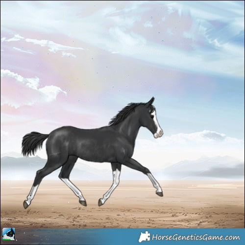 Horse Color:Black Splash Rabicano 
