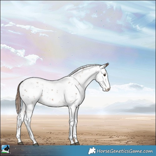 Horse Color:Chestnut Sabino 