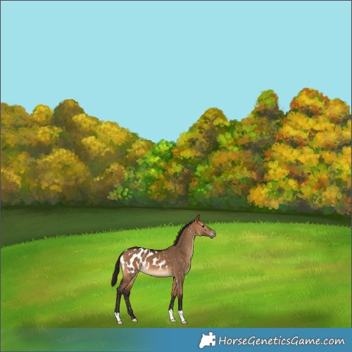 Horse Color:Gray Bay Dun Blanket 