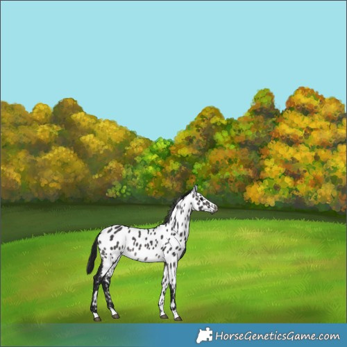 Horse Color:Gray Platinum Brown Dun Appaloosa 