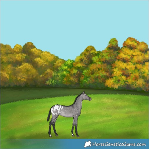 Horse Color:Platinum Brown Dun Appaloosa Rabicano 