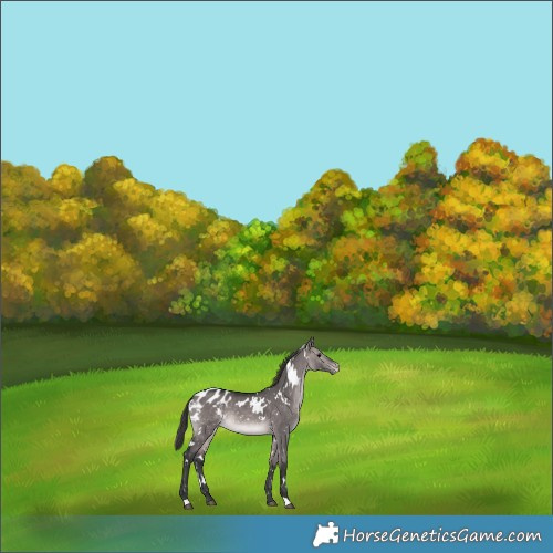 Horse Color:Platinum White Spotted Brown Dun Blanket 