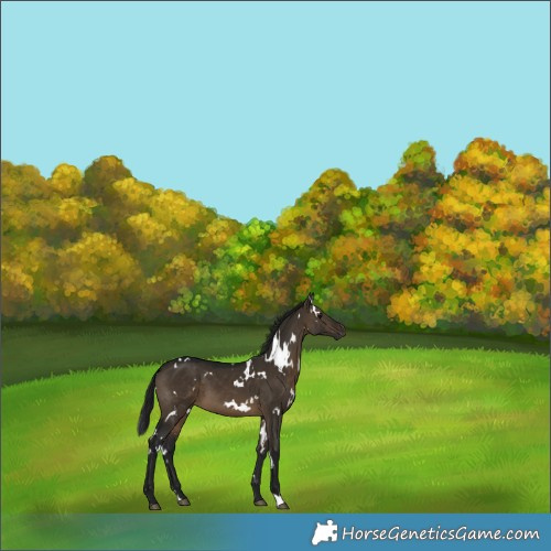 Horse Color:Gray White Spotted Brown Dun 