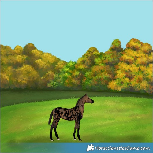 Horse Color:Gray Void Bay Dun Sabino Near Leopard 