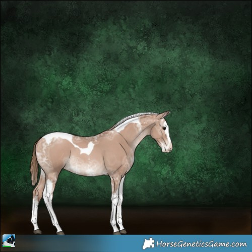 Horse Color:Black Ice Pearl Sabino Splash Tobiano 