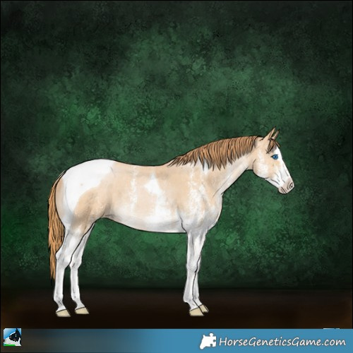 Horse Color:White Spotted Smoky Black Pearl Splash Tobiano