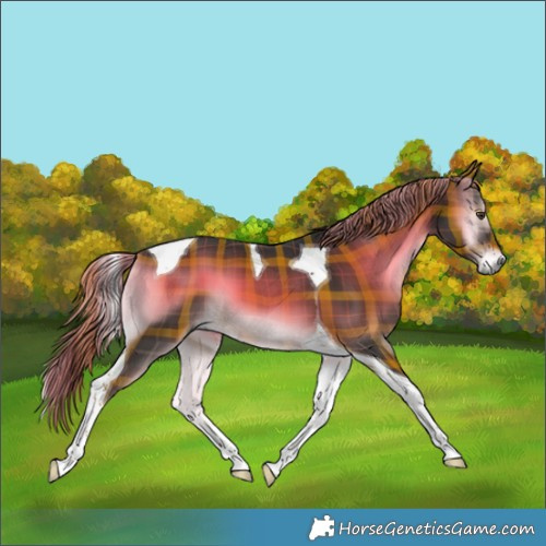 Horse Color:Plaid  Liver Red Onyx Tobiano 