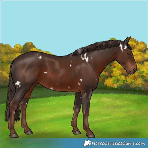 Horse Color:White Spotted Liver Chestnut 