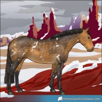 Horse Color:White Spotted Buckskin 