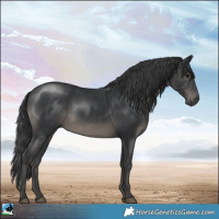Horse Color:Black Rabicano 