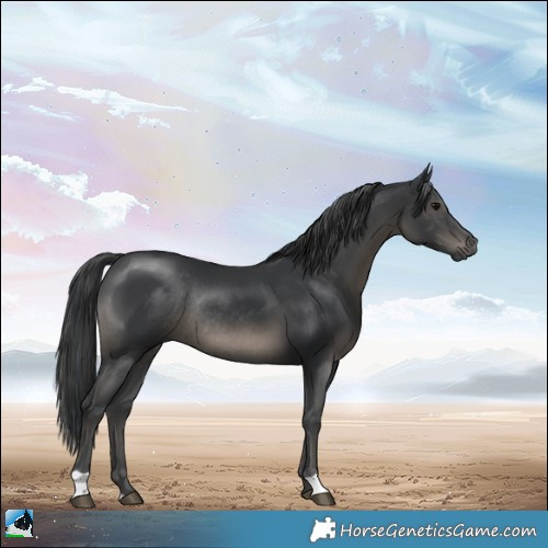 Horse Color:Black Rabicano 