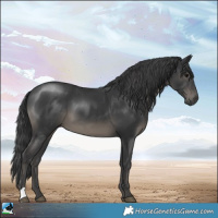 Horse Color:Black 