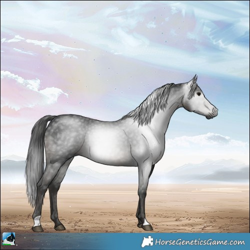 Horse Color:Gray Black Rabicano 