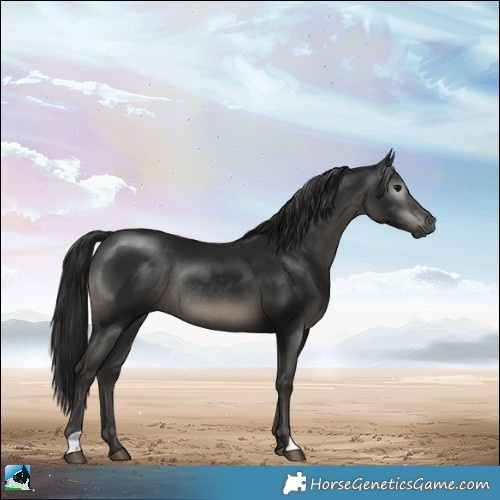 Horse Color:Gray Black Rabicano