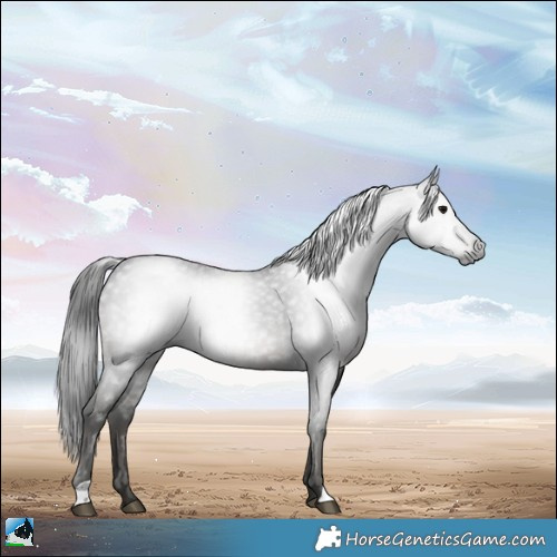 Horse Color:Gray Black Rabicano 
