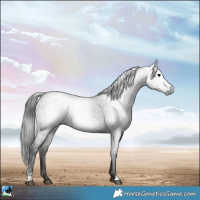 Horse Color:Gray Black Rabicano 