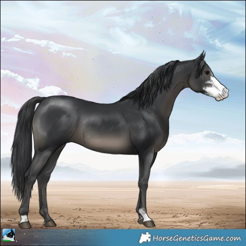 Horse Color:Black Sabino Rabicano 