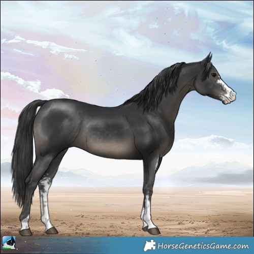 Horse Color:Black Sabino Rabicano 
