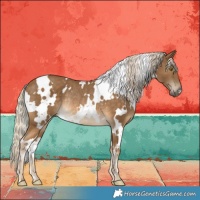 Horse Color:White Spotted Chocolate Palomino Rabicano 