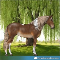 Horse Color:Chocolate Palomino Sabino Tobiano Rabicano