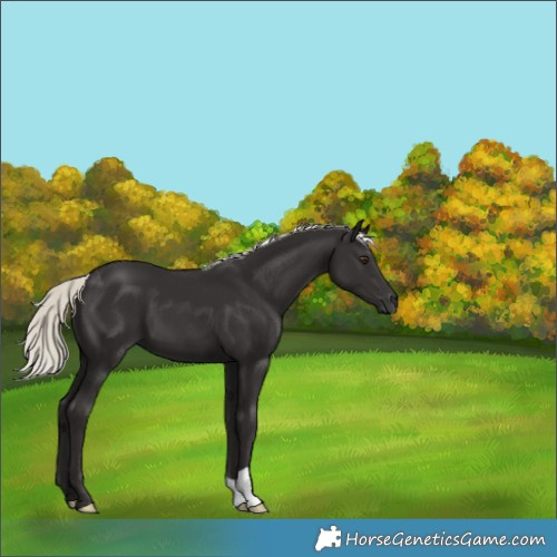 Horse Color:Liver Chestnut Mushroom 