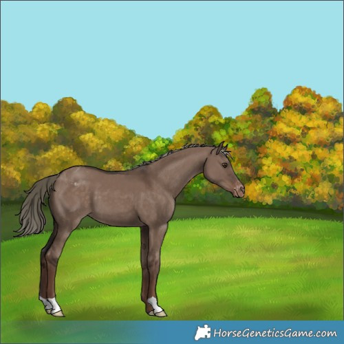 Horse Color:Liver Red Dun Mushroom Appaloosa 