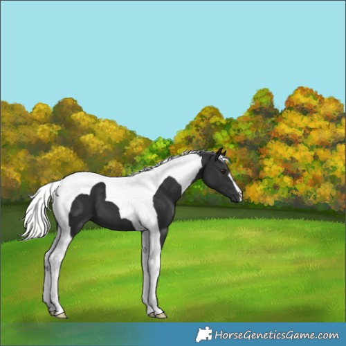 Horse Color:Liver Chestnut Mushroom Tobiano 